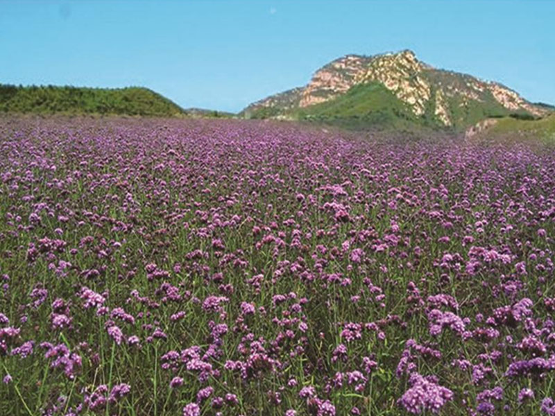 马鞭草花海1