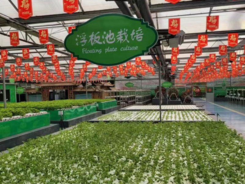 无土栽培19