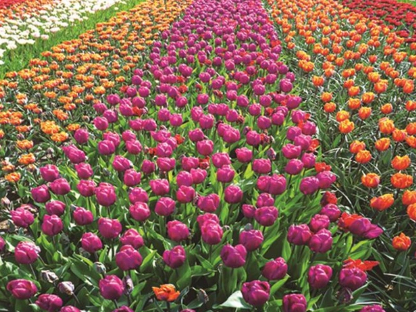 郁金香花海工程