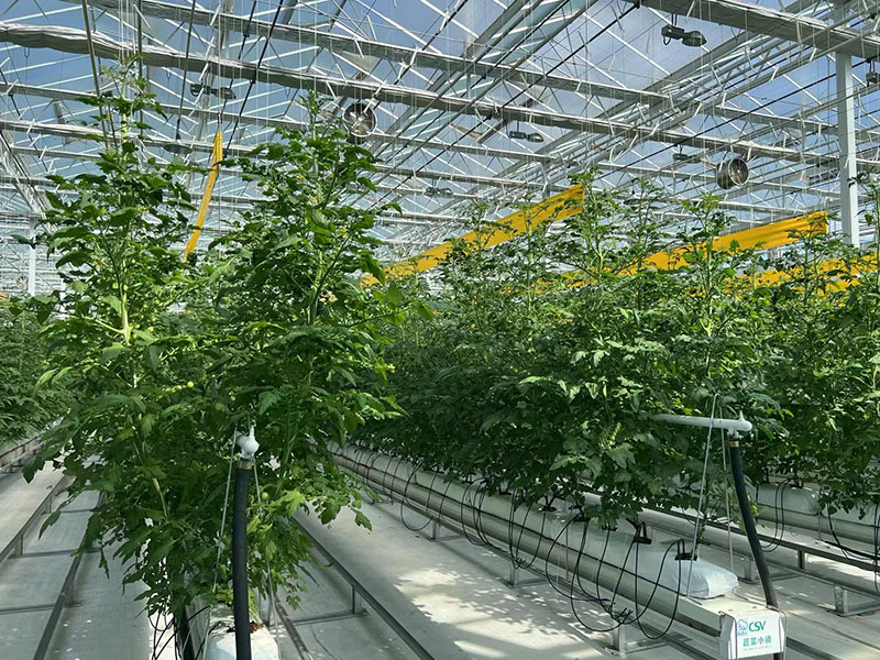 青州洪霖温室工程有限公司_无土栽培