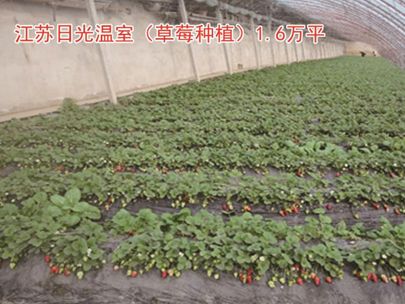 江苏日光温室(草莓种植）1