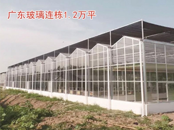 广东玻璃连栋1.2万平